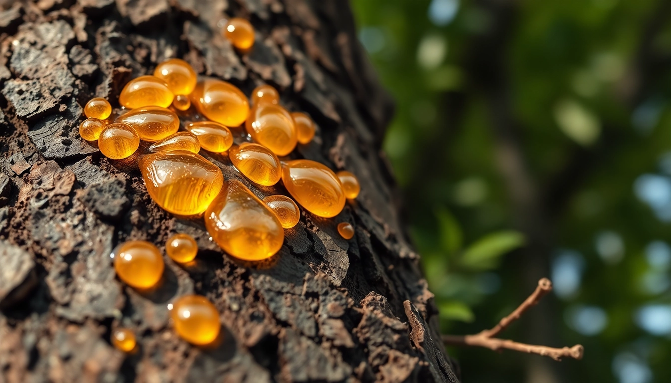 Benjoin résine éclatante sur l'écorce d'arbre, illuminée par la lumière naturelle.
